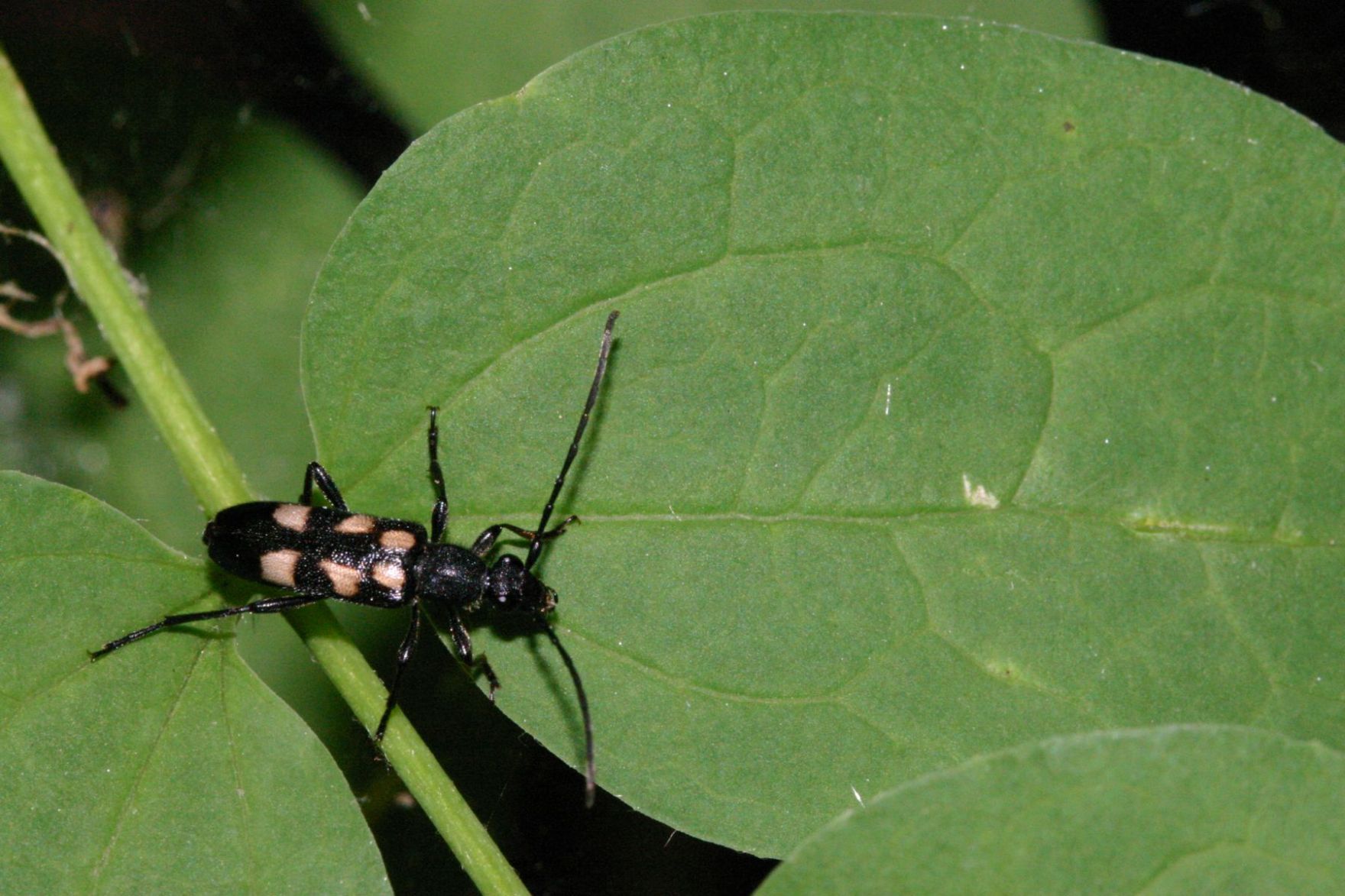 Anoplodera sexguttata (Cerambycidae)
